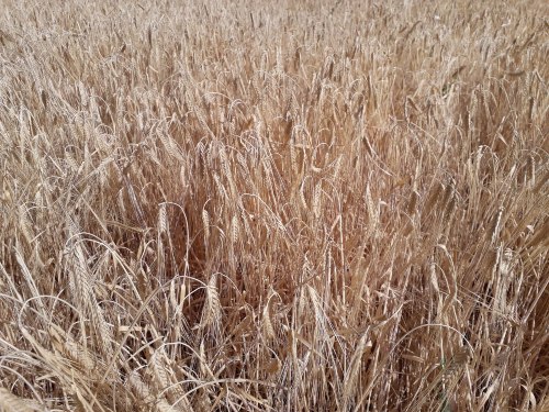 Agroseguro inicia el pago de las indemnizaciones por sequía