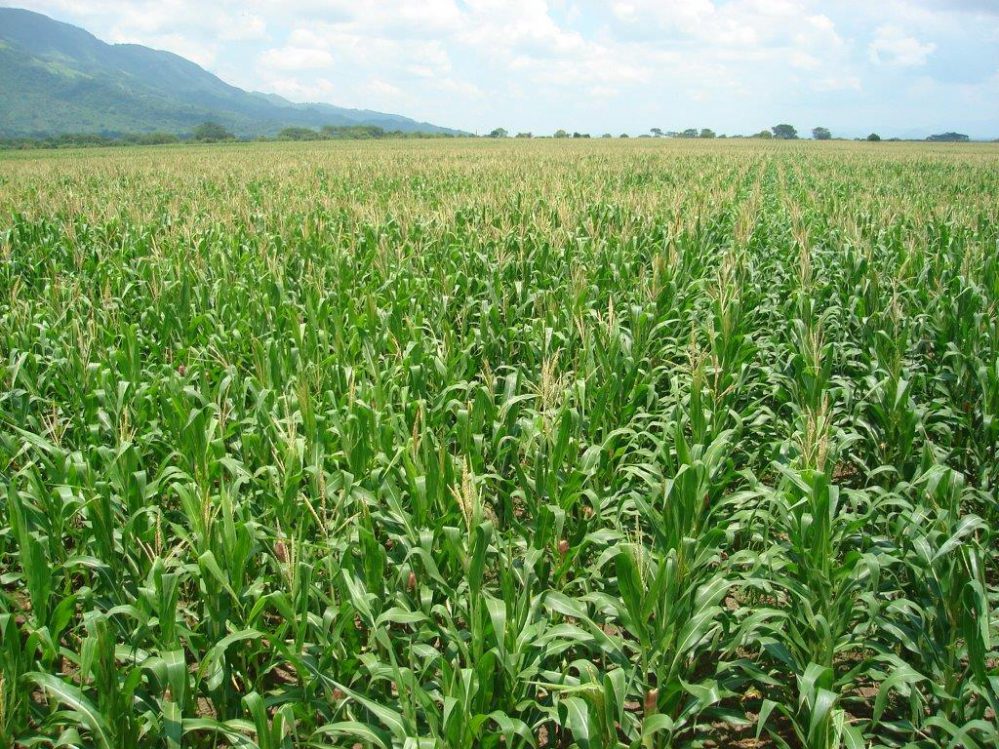 Agroseguro abre el periodo para asegurar la cosecha de secano 2023 de cultivos herbáceos, en varias opciones de aseguramiento.
