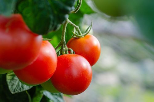 Agroseguro abona hoy 6,3 millones de euros en indemnizaciones a productores de tomate en Extremadura.
