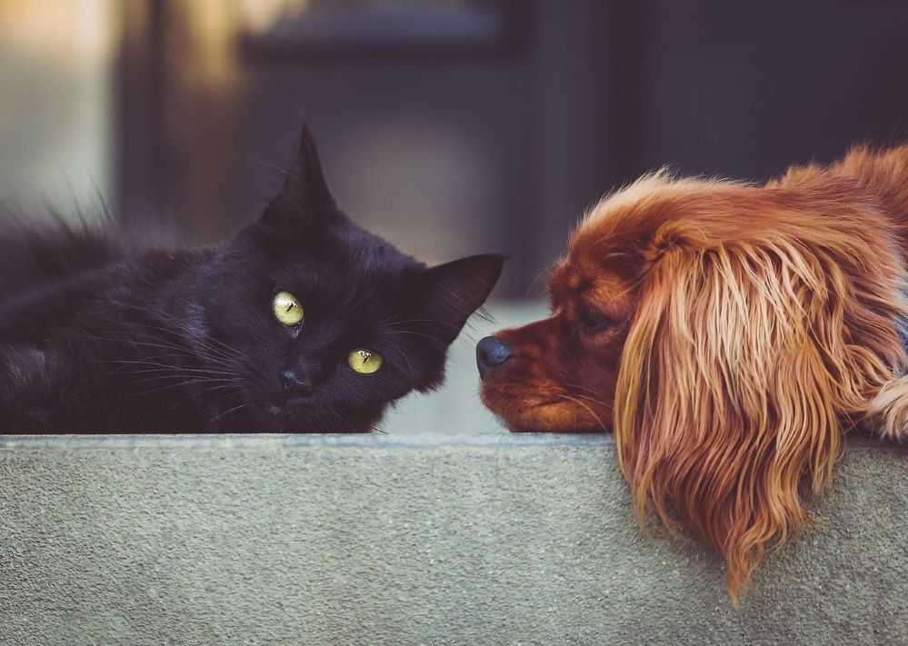 El interés por los seguros de RC para mascotas se dispara un 41% por la Ley de Bienestar Animal.