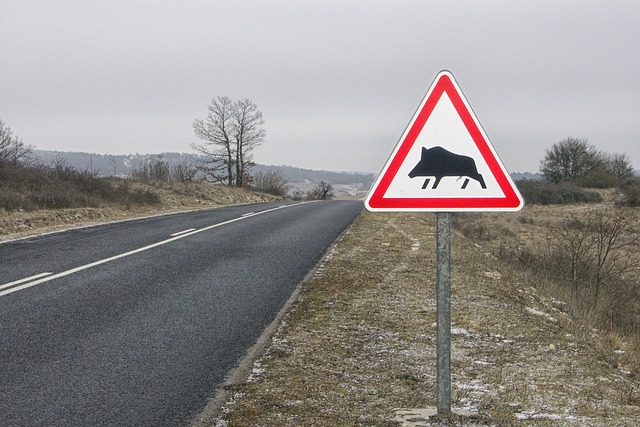 Animales en la carretera: un peligro mortal