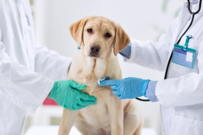 La Real Sociedad Canina y Petplan unen fuerzas para impulsar los seguros de mascotas en España
