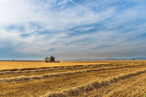 Coface analiza el impacto de la renovación del acuerdo de tránsito de cereales en el Mar Negro