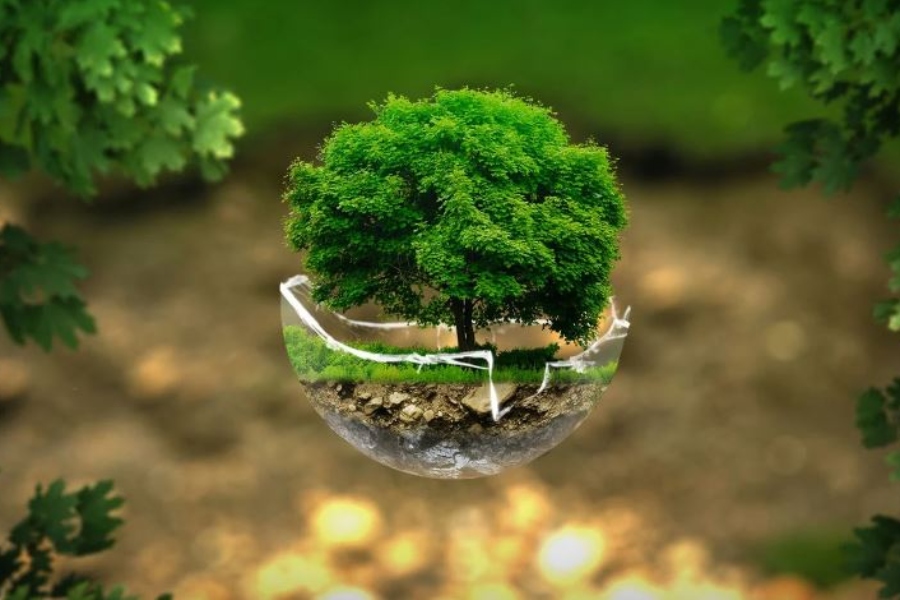 Allianz celebra el Día del Medio Ambiente con acciones sostenibles