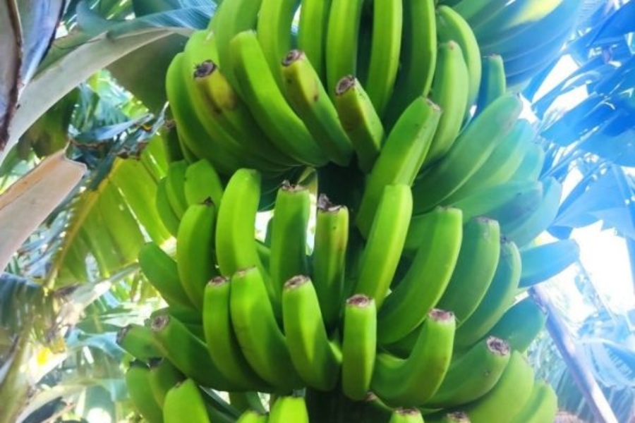 El viento causa el 97% de los daños en el plátano de Canarias: Agroseguro paga 3,1 millones
