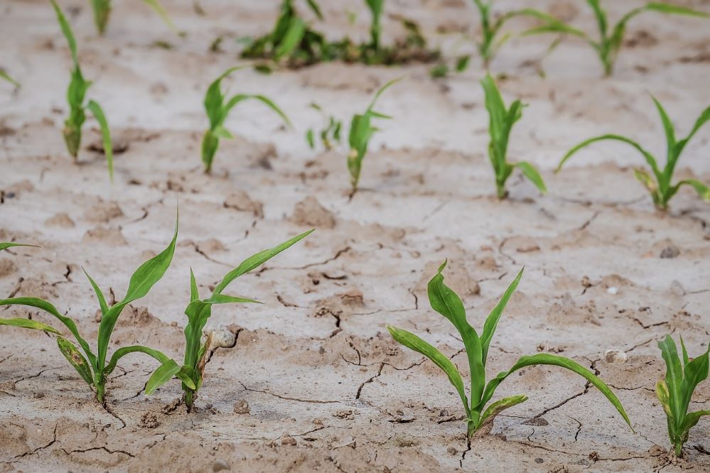 Agroseguro supera los 400 millones de euros en indemnizaciones a productores de cultivos herbáceos por los siniestros causados por la sequía.