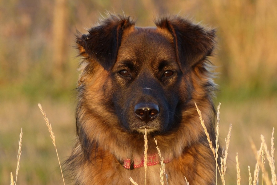 Cómo afecta la Ley de Protección Animal a los dueños de perros
