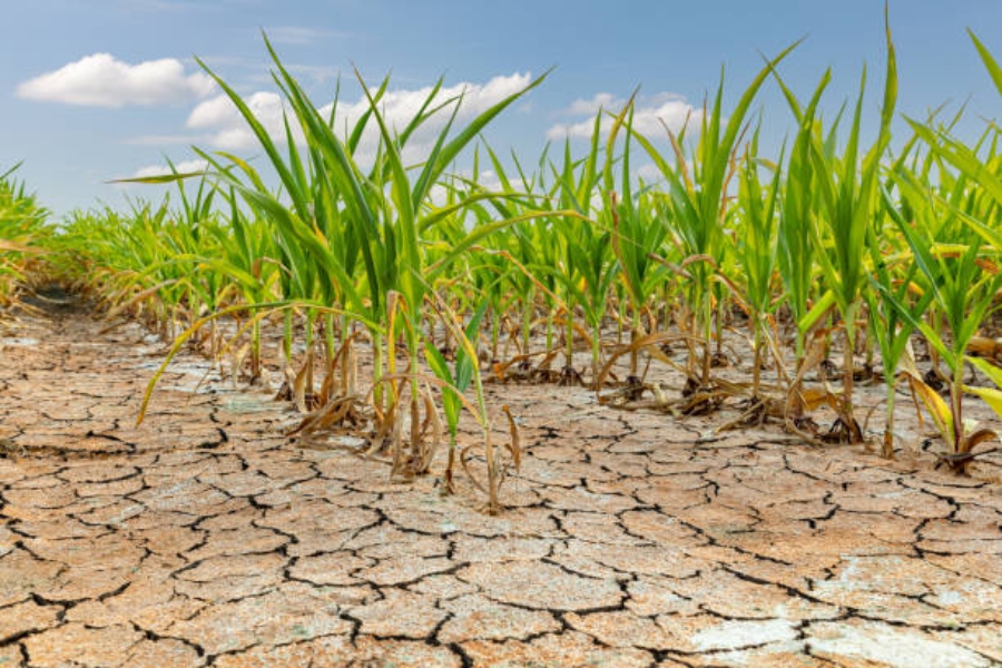 El cambio climático amenaza al sector agroalimentario del sur de Europa