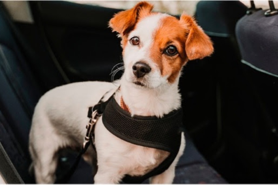 Fundación RACE y Royal Canin tienen las claves para viajar seguros en coche con mascotas