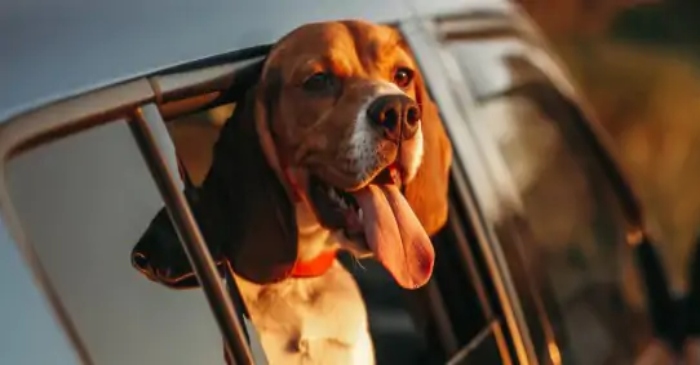 Las multas por dejar a un perro en el coche pueden llegar a los 10.000 euros