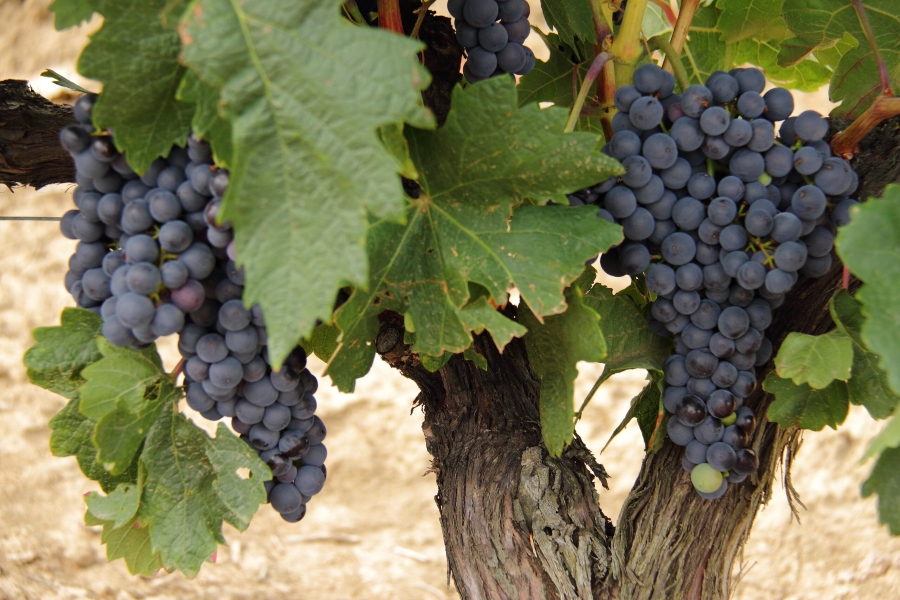 Agroseguro abre el plazo de suscripción del seguro de uva de vino