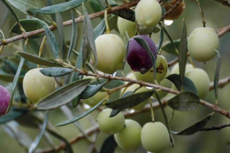 Agroseguro abona 32,5 millones de euros a productores de olivar