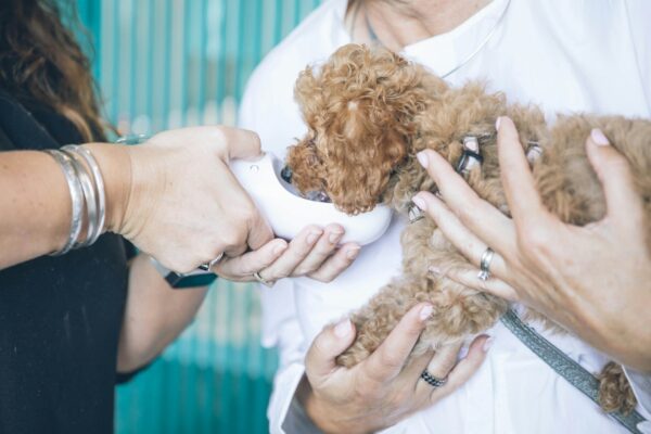 8 de cada 10 veterinarios confían en el seguro de salud anima