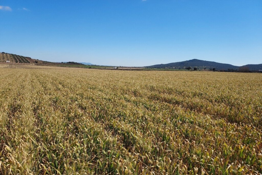 Agroseguro inicia hoy el pago de 49 millones de euros por daños en cosechas