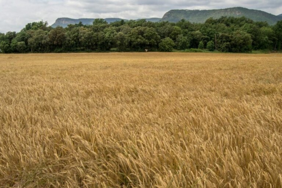 Agroseguro abona 20 millones de euros a productores de cereal de invierno