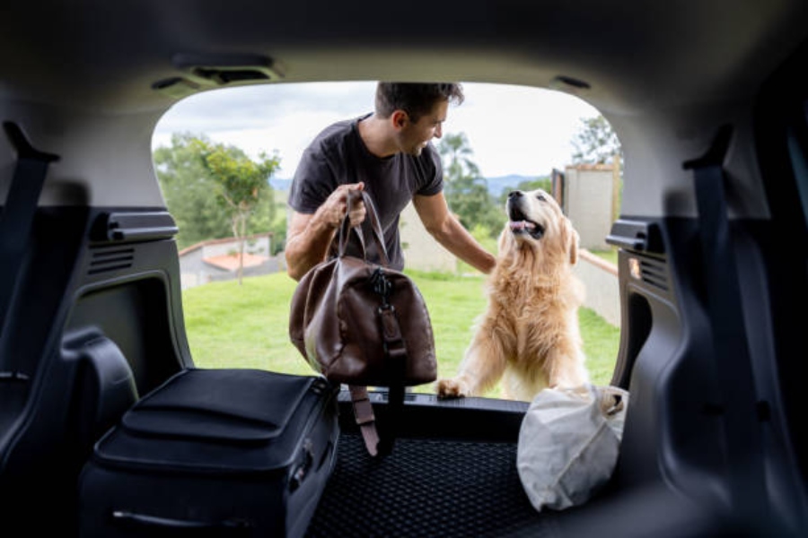 5 claves para viajar con mascotas de forma segura