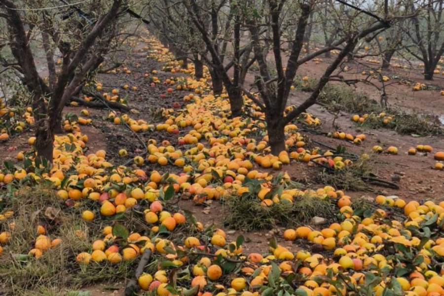 Agroseguro refuerza atención a los asegurados afectados por el temporal