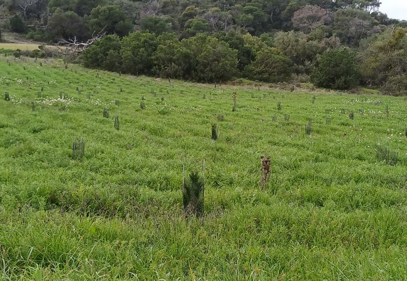 Sanitas amplía su contribución al Bosque de los Zaragozanos con la plantación de 3.500 árbole. Suman ya más de 8.200 gracias a Healthy Cities