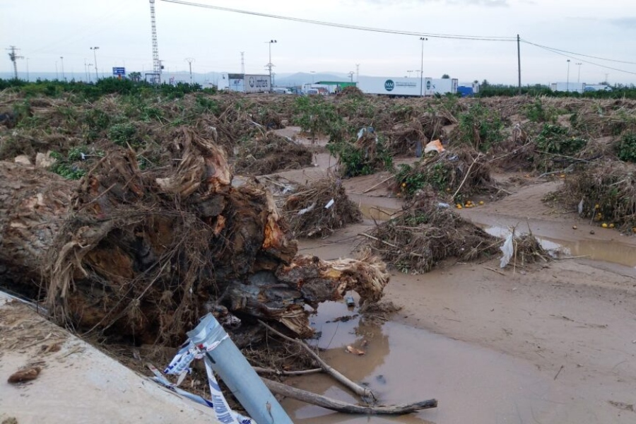 Agroseguro abona otros 10,2 millones de euros por los daños del temporal en cultivos agrícolas