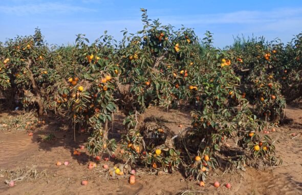 Agroseguro alcanza los 22,62 millones de euros en indemnizaciones por los daños de la DANA en cultivos agrícolas.