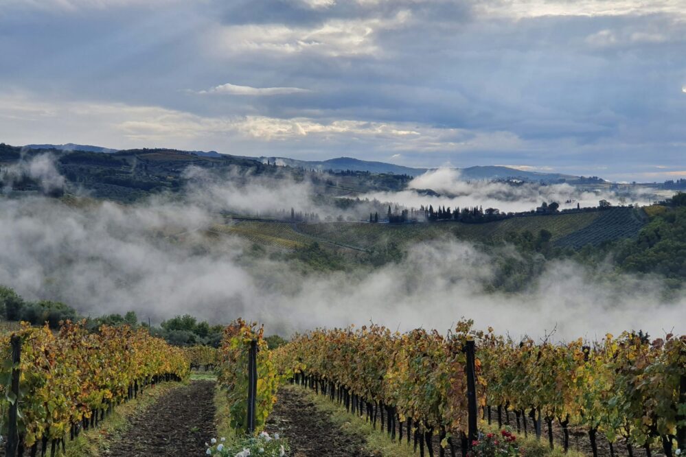 El próximo 20 de diciembre concluye el plazo para contratar los seguros de Agroseguro para herbáceos de secano y viñedo para uva de vino.