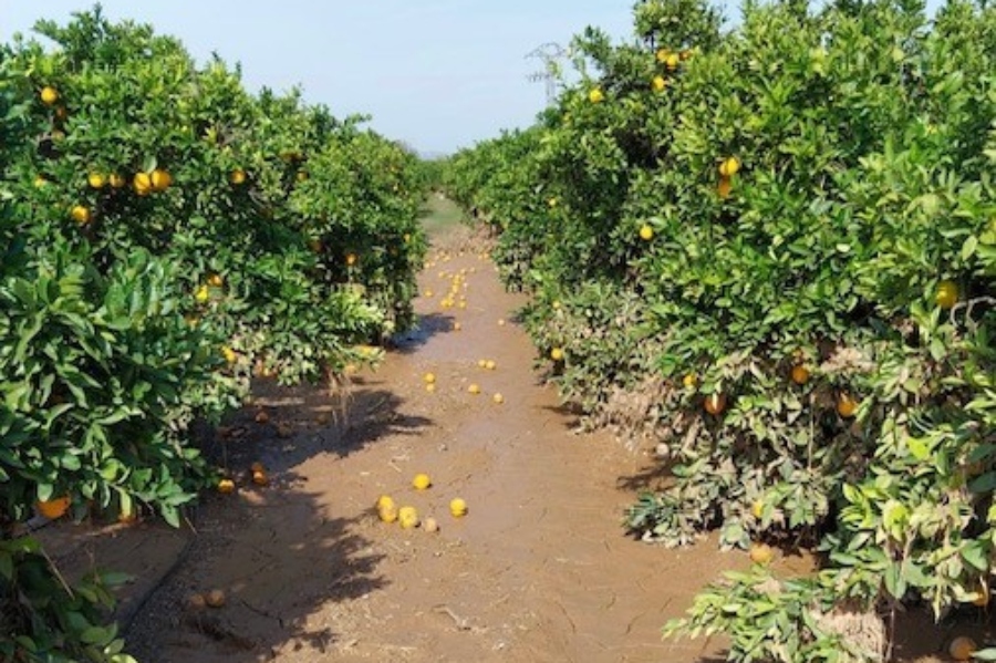 Continúa el pago de indemnizaciones a agricultores afectados por las riadas