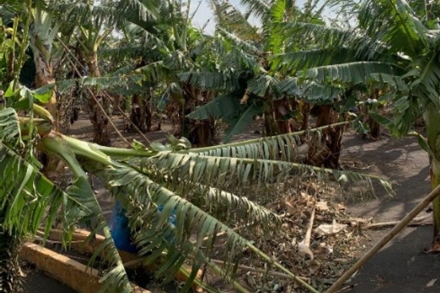 Vientos cálidos y secos causan estragos en la agricultura canaria