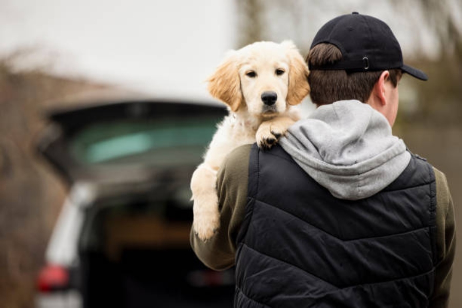 Los percances de mascotas cuestan una media de 239 euros