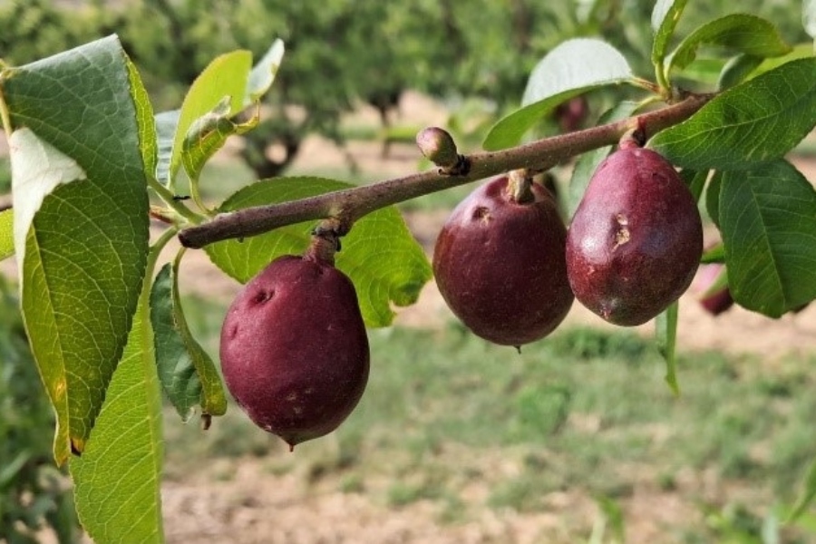 El pedrisco del fin de semana causa graves daños en explotaciones agrícolas