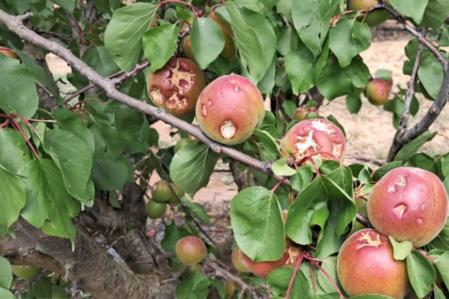 Las tormentas de mayo provocan pérdidas generalizadas en cultivos herbáceos y frutales