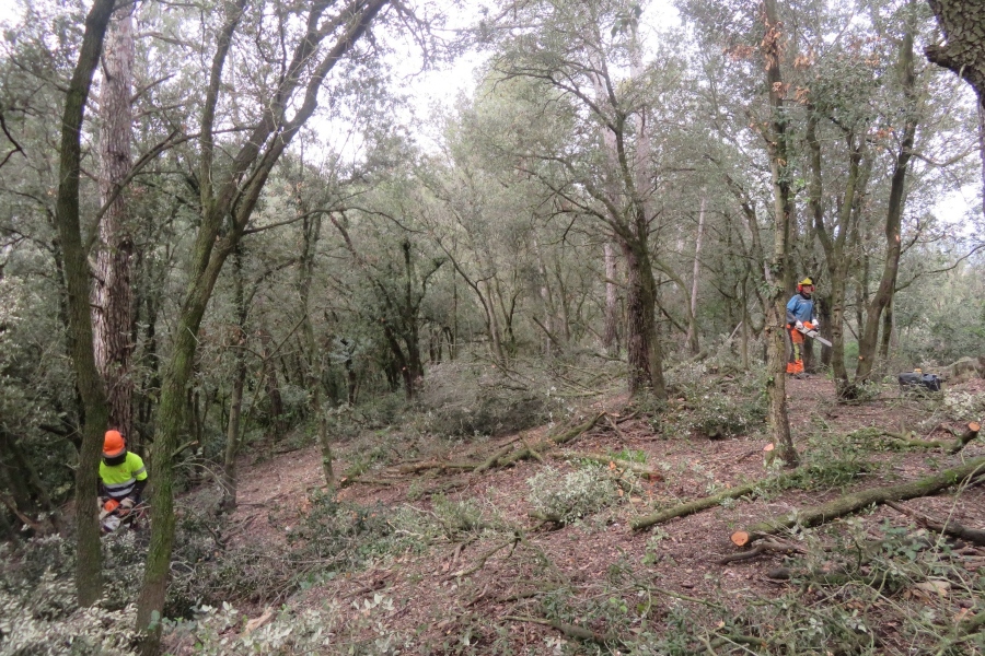Occident se incorpora a la alianza para la gestión forestal de Collserola