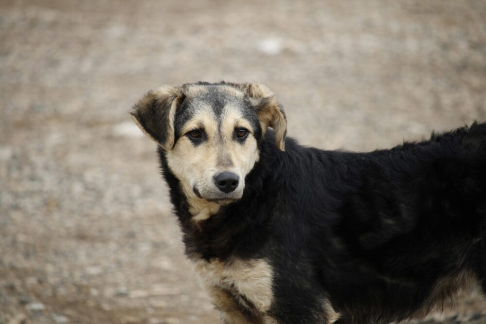 uno de cada diez abandonos se produce porque sus cuidadores no pueden asumir los costes de alimentación, higiene o atención veterinaria