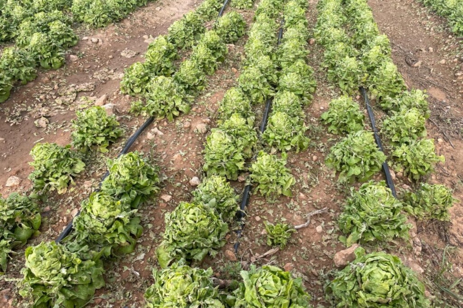 Las tormentas de pedrisco dañan 415.350 hectáreas aseguradas solo en junio