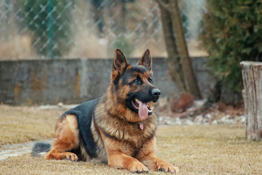 Con motivo del Día Mundial del Perro, Occident traza una radiografía de los animales de compañía protegidos con seguros en España