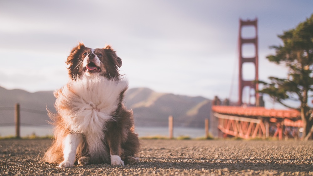 Iris Global se suma al fenómeno de las mascotas viajeras con una cobertura especial por el Día Mundial del Perro