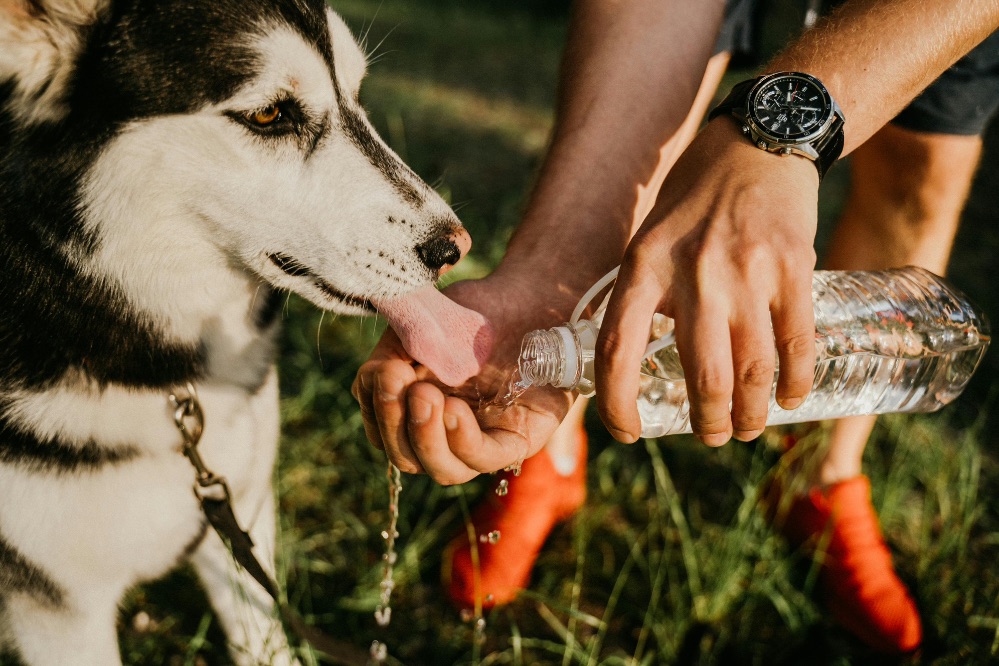 Sanitas lanza recomendaciones clave para evitar golpes de calor en las mascotas, perros y gatos, ante las altas temperaturas estivales.