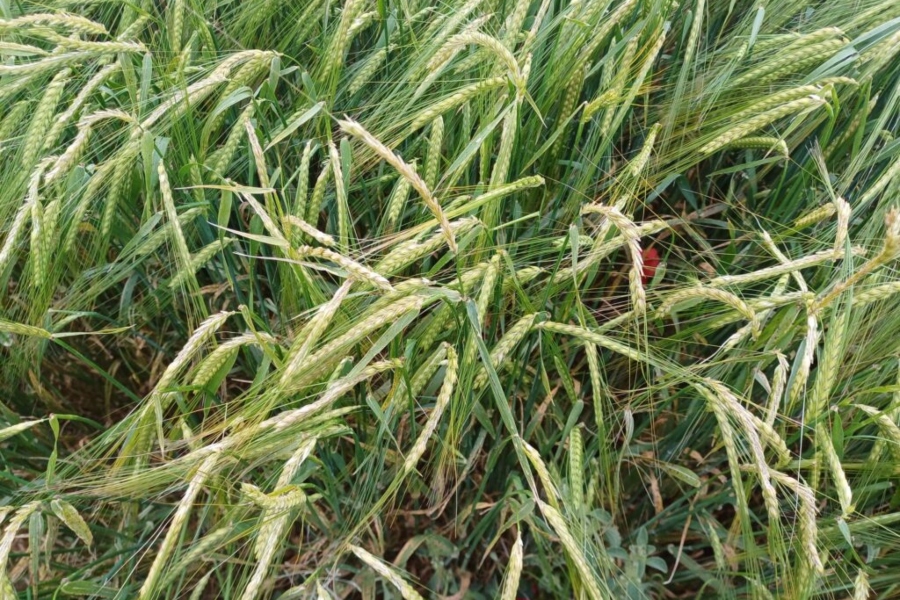 Agroseguro supera los 93 millones en indemnizaciones por siniestros en cereales de invierno