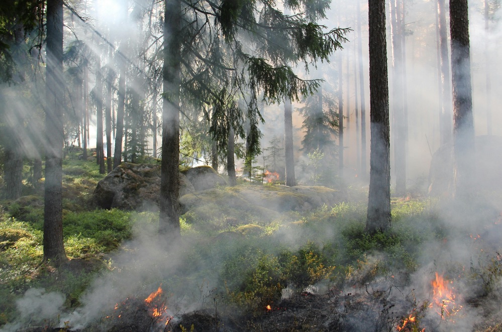 Swiss Re alerta: España vive una de sus peores temporadas de incendios forestales en tres décadas, ¿qué puede hacer el seguro?