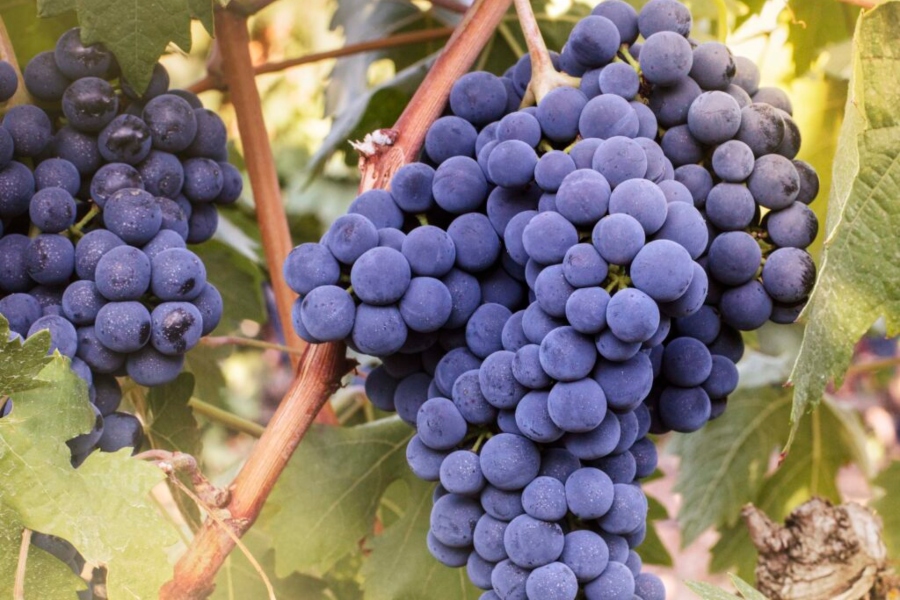 Agroseguro adelanta el pago de indemnizaciones a viticultores de Castilla-La Mancha