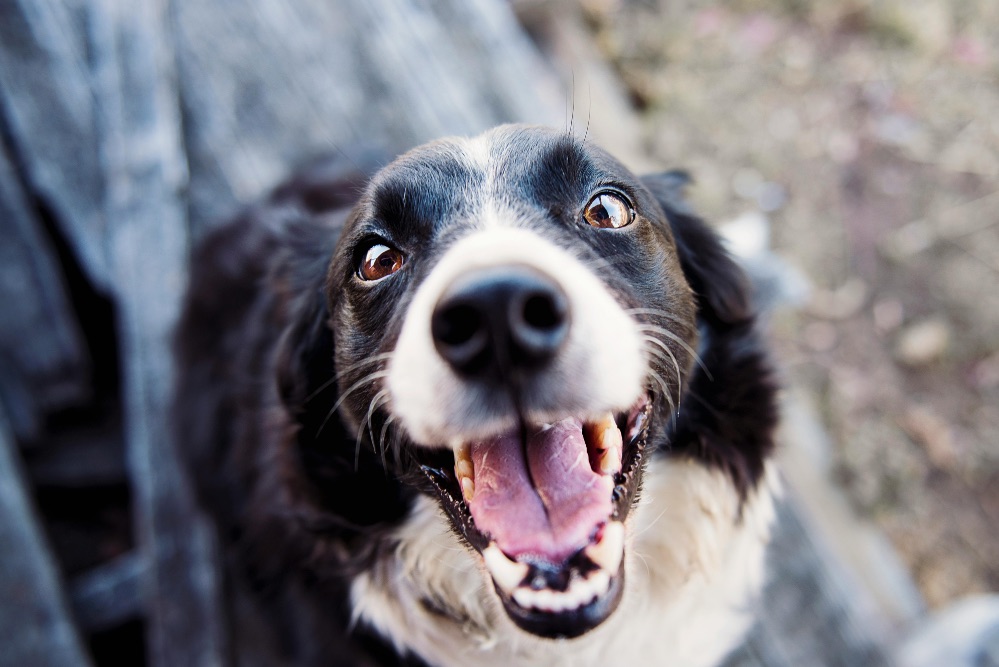 Santévet celebra tres años de su pionera política laboral “Pawternity” para acompañar la adopción o pérdida de mascotas