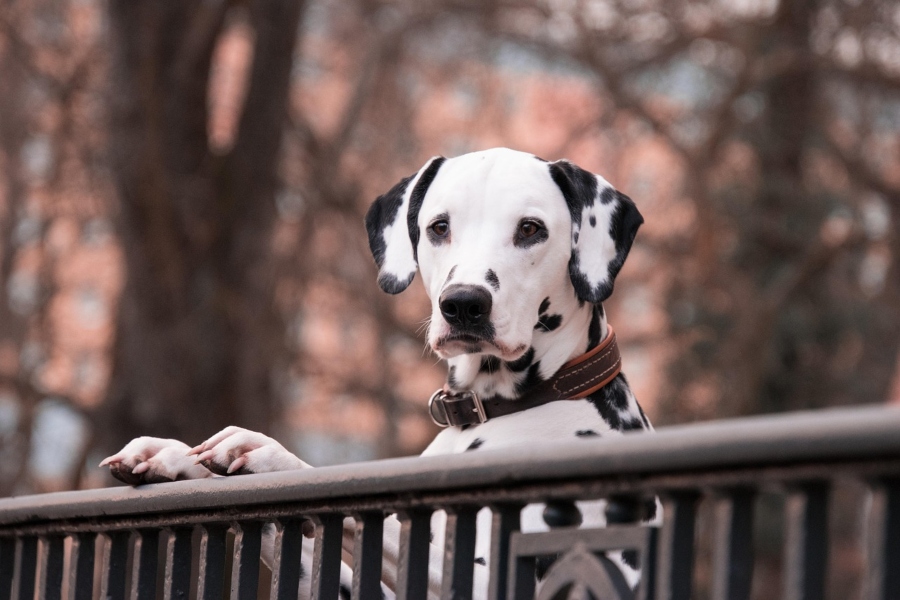 Cómo prevenir la ansiedad por separación en los perros