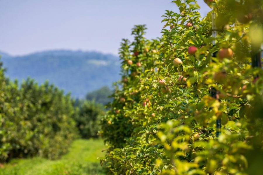 La contratación de seguros agrarios marca un nuevo máximo en 2025