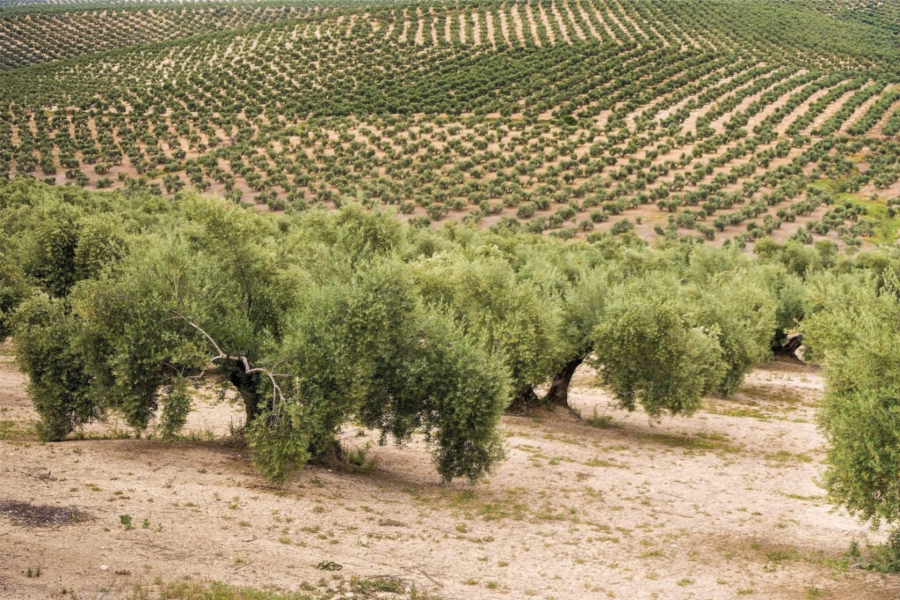 Agroseguro inicia el pago de indemnizaciones a explotaciones olivareras