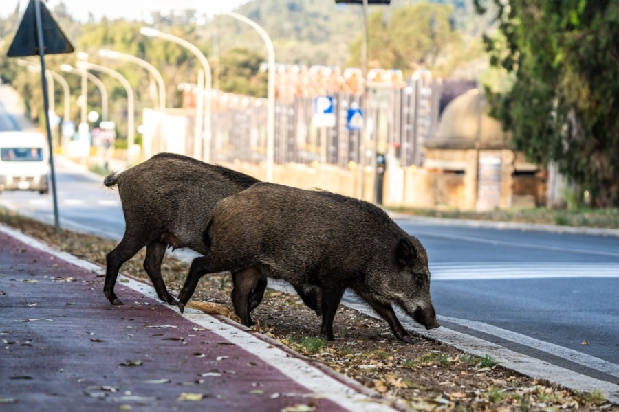 Castilla y León, Cataluña y Galicia concentran casi el 60% de los accidentes contra animales en carreteras