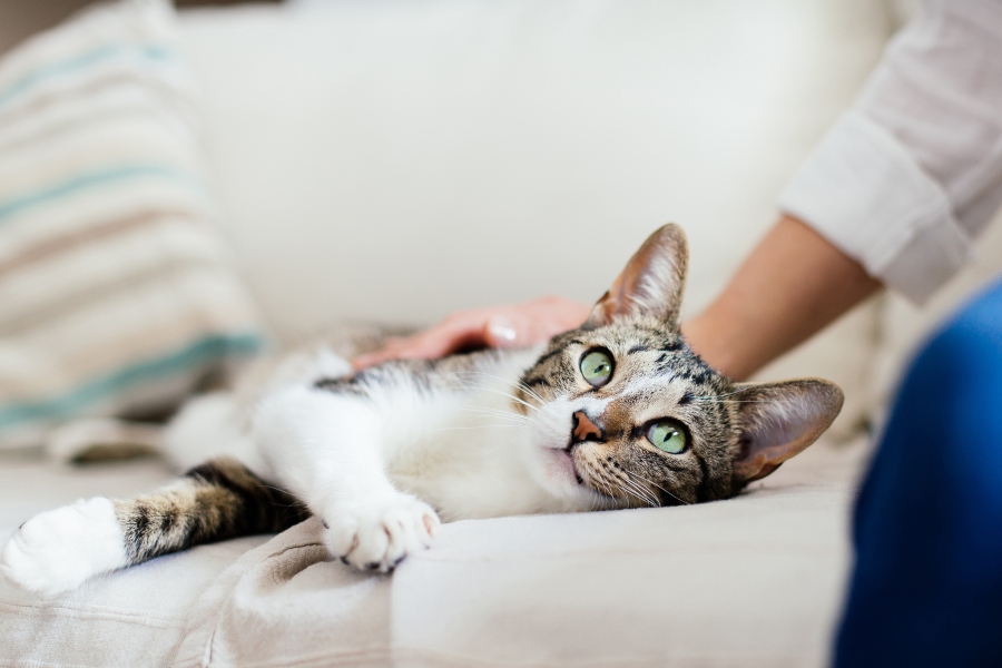 Musky lanza un seguro de salud veterinaria adaptado a gatos de interior