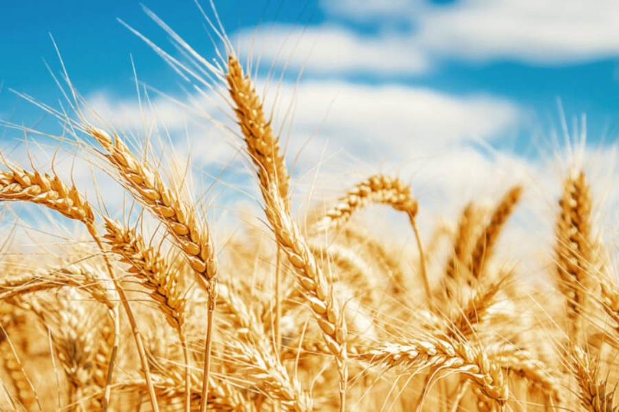 Agroseguro abona un nuevo tramo de 11,2 millones de euros a los productores de cultivos herbáceos