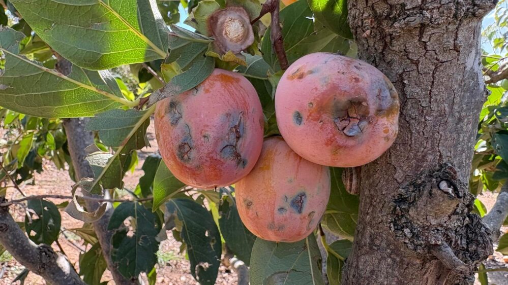 Agroseguro estima en 17 millones las indemnizaciones por el pedrisco del 20 de agosto que dañó 2.400 hectáreas de caqui en Valencia.