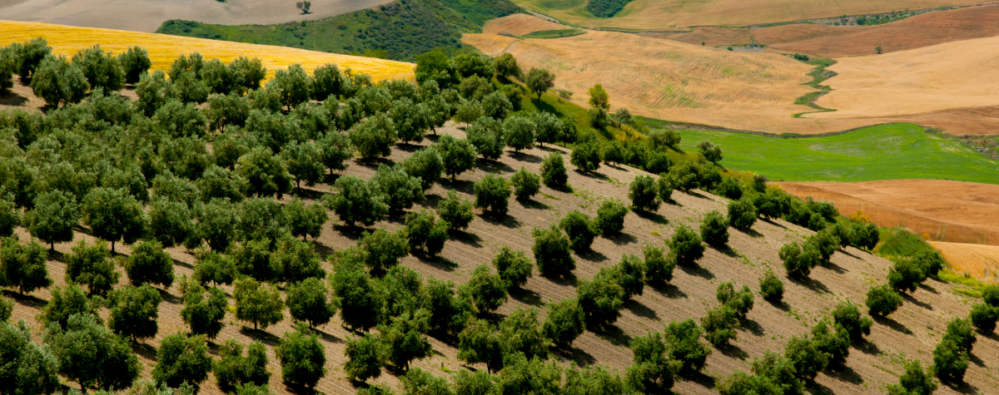 Agroseguro abre el seguro de cultivos herbáceos para la cosecha 2027. La campaña 2026 acumula 83 millones en indemnizaciones.