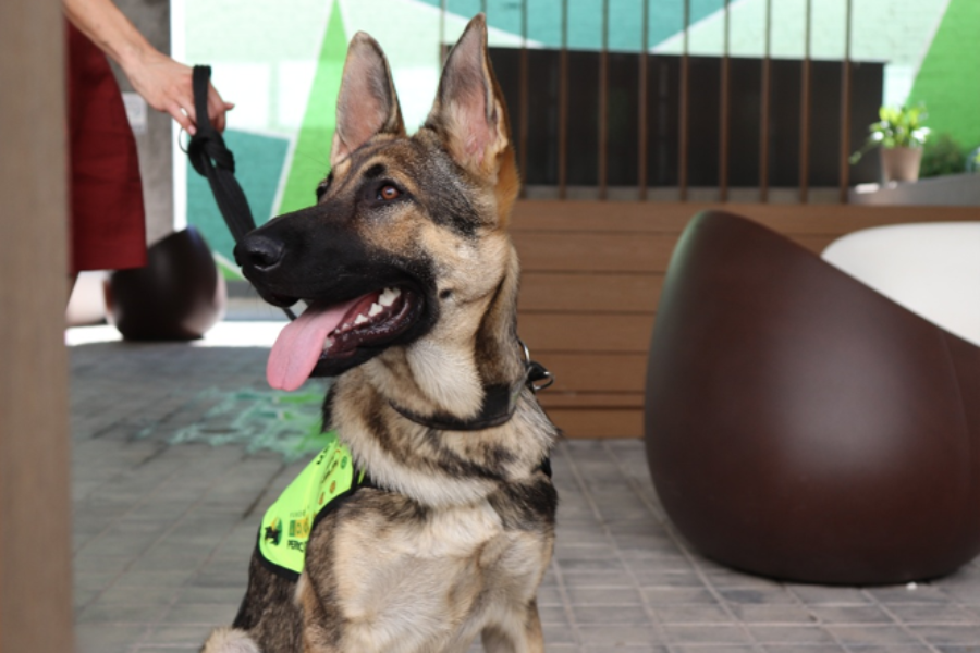 La Fundación ONCE del Perro Guía suma a Iris Global a su red de entidades colaboradoras