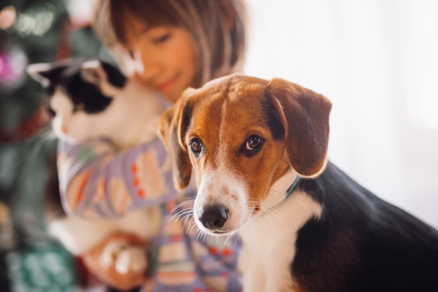 Solo el 27% de los perros y el 6% de los gatos ingresados en centros de acogida en España cuentan con microchip